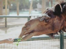 ritratto dell'alimentazione del cammello da parte del bambino nello zoo foto