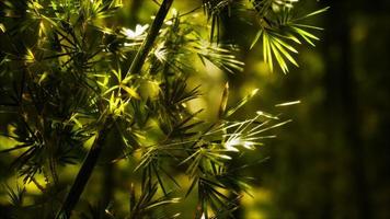 foresta di bambù verde alle hawaii foto