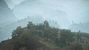 alberi sul prato tra pendii con foresta nella nebbia foto