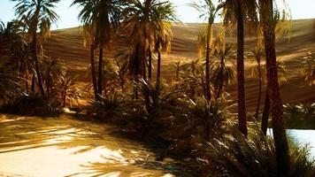 oasi nel caldo deserto del Sahara foto