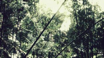 foresta di bambù verde alle hawaii foto