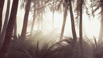 palme da cocco nella profonda nebbia mattutina foto