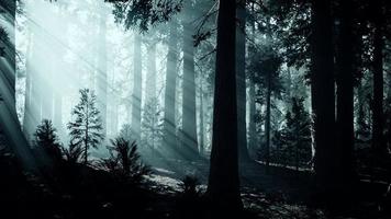 tronco d'albero nero in una foresta di pini scuri foto