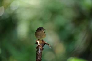 uccelli nel loro habitat foto