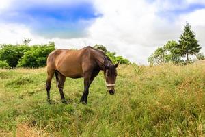 bellissimo stallone selvaggio cavallo marrone sul prato fiorito estivo foto