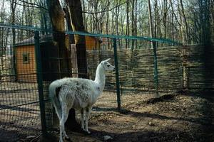 lama allo zoo foto