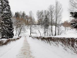 inverno nel parco pavlovsky neve bianca e alberi freddi foto