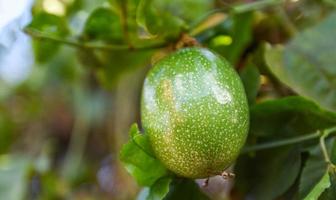 frutto della passione che cresce sulla pianta della vite, frutto della passione verde crudo fresco. foto