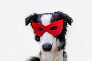 simpatico cucciolo di cane con faccia buffa border collie in costume da supereroe isolato su sfondo bianco. cucciolo che indossa una maschera rossa da supereroe a carnevale o halloween. concetto di forza di aiuto della giustizia. foto