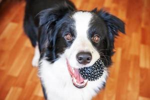 divertente ritratto di simpatico cucciolo di cane border collie che tiene la palla giocattolo in bocca. nuovo adorabile membro della famiglia cagnolino a casa che gioca con il proprietario. concetto di cura degli animali e animali. foto