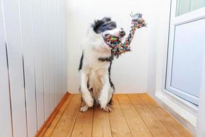 divertente ritratto di simpatico cucciolo sorridente cane border collie che tiene in bocca un giocattolo colorato di corda. nuovo adorabile membro della famiglia cagnolino a casa che gioca con il proprietario. concetto di cura degli animali e animali. foto