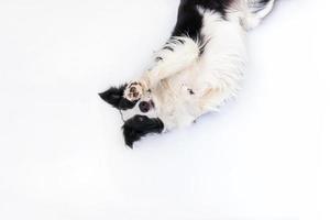 divertente ritratto in studio di simpatico cucciolo sorridente cane border collie isolato su sfondo bianco. nuovo adorabile membro della famiglia cagnolino che guarda e aspetta la ricompensa. concetto di vita degli animali domestici divertenti. foto