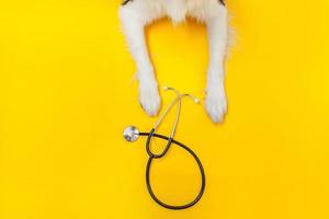 cucciolo di cane border collie zampe e stetoscopio isolati su sfondo giallo. cagnolino alla reception presso il medico veterinario in clinica veterinaria. concetto di assistenza sanitaria e animali per animali domestici foto