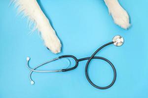 cucciolo di cane border collie zampe e stetoscopio isolati su sfondo blu. cagnolino alla reception presso il medico veterinario in clinica veterinaria. concetto di assistenza sanitaria e animali per animali domestici foto