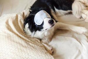 non disturbarmi lasciami dormire. divertente cucciolo border collie con maschera per gli occhi dormiente sdraiato sulla coperta del cuscino a letto piccolo cane a casa sdraiato e dormendo. riposo buona notte insonnia siesta relax concept foto