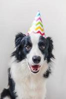 divertente ritratto di simpatico cucciolo sorridente cane border collie che indossa un cappello sciocco di compleanno guardando la fotocamera isolata su sfondo bianco. concetto di festa di buon compleanno. animali domestici divertenti animali vita. foto