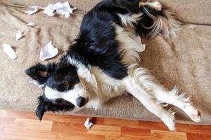 cucciolo di cane giocoso birichino border collie dopo aver morso la carta igienica sdraiato sul divano a casa. cane colpevole e soggiorno distrutto. danneggia la casa disordinata e il cucciolo con uno sguardo colpevole divertente. foto