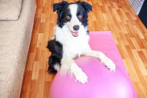 divertente cane border collie che pratica lezione di yoga con la palla da palestra al coperto. cucciolo che fa yoga asana posa sul tappetino yoga rosa a casa. calma rilassarsi durante la quarantena. allenarsi a casa. foto