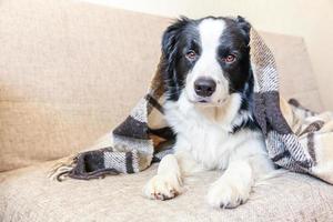 stare a casa. divertente ritratto di cucciolo di cane border collie sdraiato sul divano sotto il plaid all'interno. nuovo adorabile membro della famiglia cagnolino a casa che si scalda sotto la coperta. concetto di quarantena della vita degli animali per la cura degli animali domestici. foto