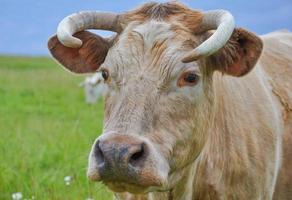 bovini mucca animali in un prato verde foto