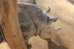 rinoceronte rhinocerotidae alias rinoceronte mammifero animale foto