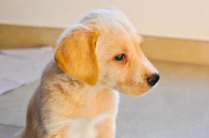 labrador cane domestico mammifero alias canis lupus familiaris foto