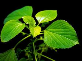 foglie verdi vivide di foglie di rame acalypha indiane su sfondo nero foto