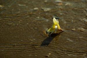 fiori di frangipani cadono sulla spiaggia sabbiosa con rocce e conchiglie foto