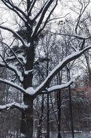 paesaggio invernale nel parco foto