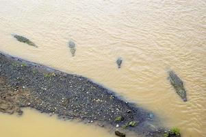 vista aerea di quattro coccodrilli in un fiume con fango. parco nazionale manuel antonio, costa rica foto