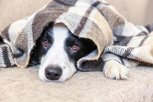 stare a casa. divertente ritratto di cucciolo di cane border collie sdraiato sul divano sotto il plaid all'interno. nuovo adorabile membro della famiglia cagnolino a casa che si scalda sotto la coperta. concetto di quarantena della vita degli animali per la cura degli animali domestici. foto