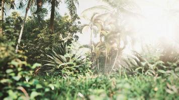 giardino tropicale con palme ai raggi del sole foto