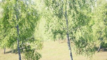 foresta di betulle ai raggi del sole al mattino foto