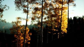 paesaggio autunnale di montagna con foresta gialla foto