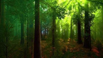 nebbia mattutina nella foresta di sequoie giganti foto