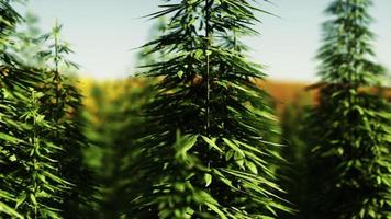 campo di cannabis di marijuana tecnica verde foto