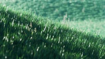 campo di erba verde 8k su priorità bassa delle colline foto