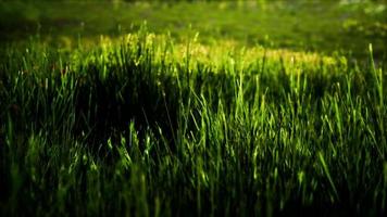 campo con erba verde e fiori di campo al tramonto foto