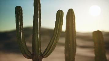 cactus saguaro nel deserto di sonora in arizona foto