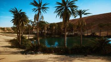 oasi con palme nel deserto foto