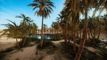 oasi con palme nel deserto foto