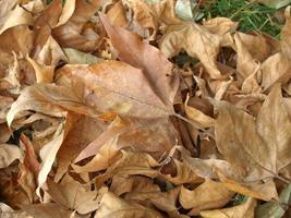 sfondo di foglie cadute foto