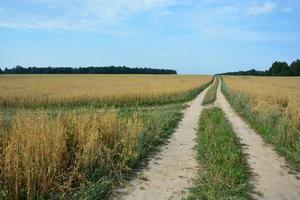 la strada in lontananza. campo di grano. campo di segale. orecchie d'oro. foto