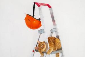 sulla scala a pioli da costruzione, casco protettivo arancione del costruttore e divertente giovane gatto rosso a strisce foto
