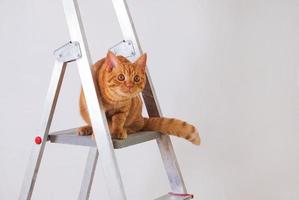 divertente giovane gatto rosso a strisce è sulla scala di costruzione. foto