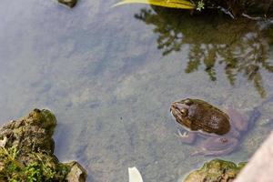 rana sullo sfondo della natura dello stagno foto