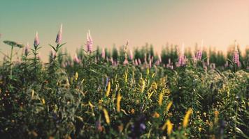 prato selvaggio con fiori di campo in fiore alla luce del sole al mattino presto o al tramonto foto