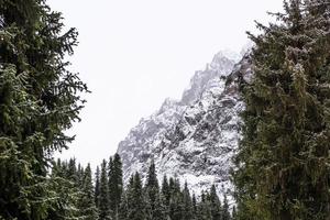 paesaggio montano invernale con alberi di pino foto