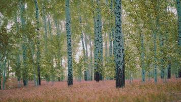 betulle bianche nella foresta in estate foto