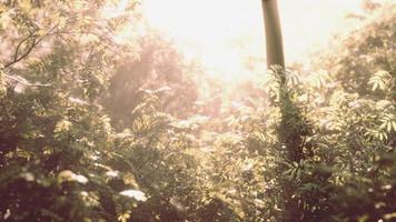 raggi di sole nella foresta verde nebbiosa foto